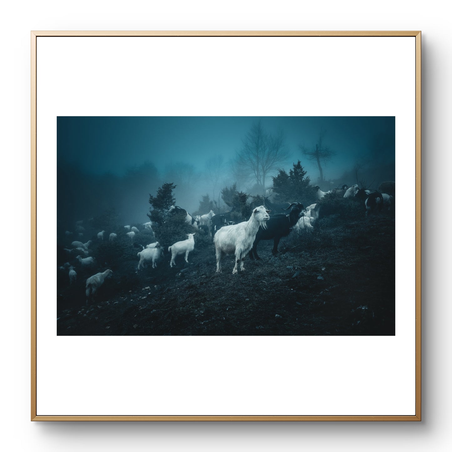 Бели Бродници