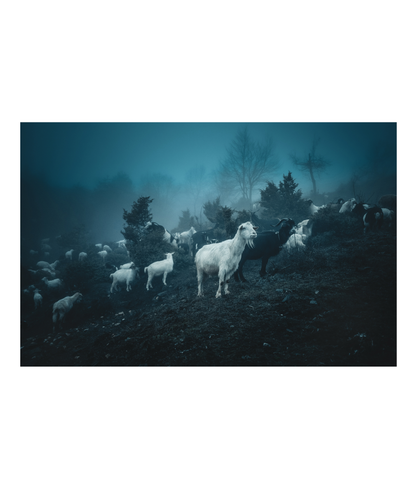 Бели Бродници 